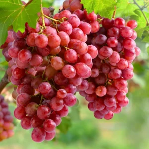 Grape Plants - 13 Seedless Table Grape Varieties - Potted Starter Plants - Image 5