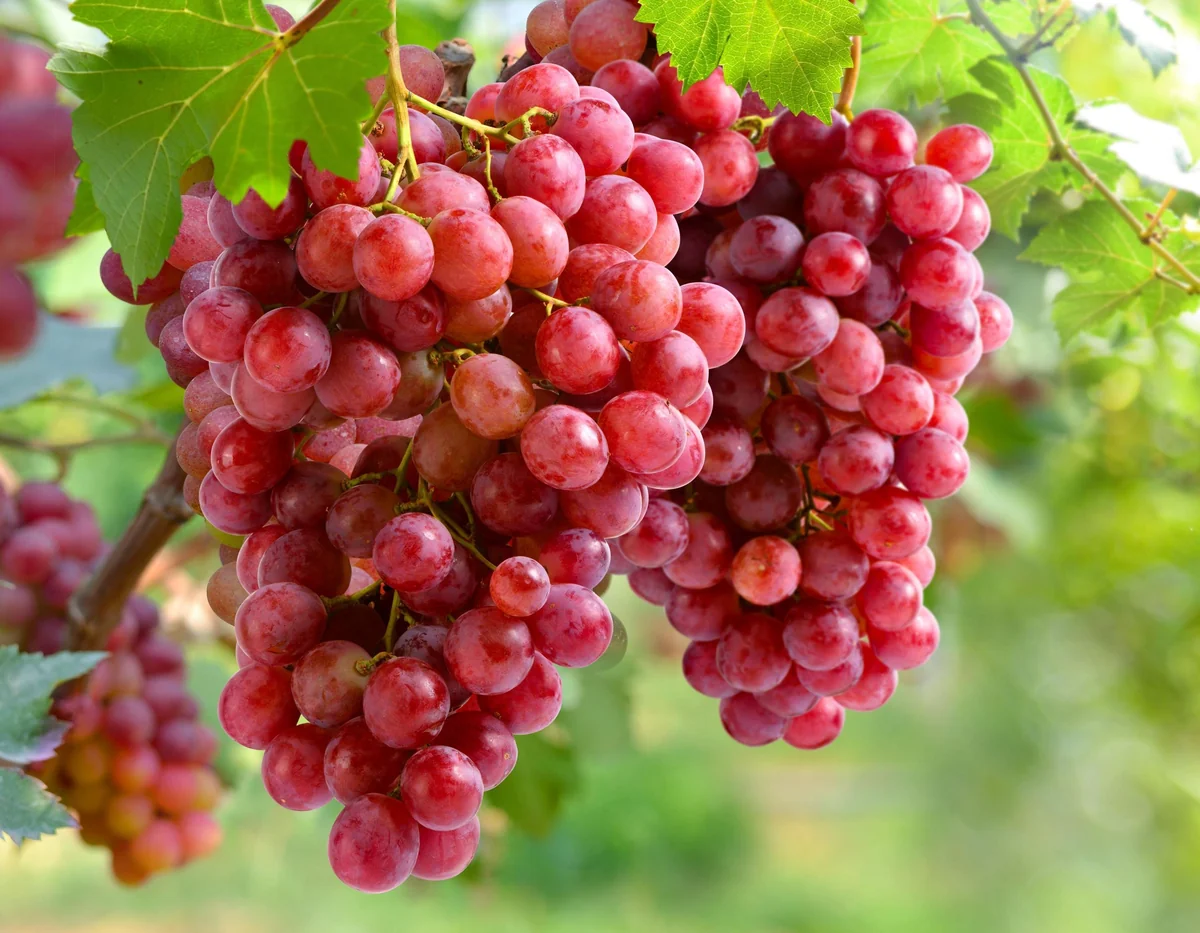 Grape Plants - 13 Seedless Table Grape Varieties - Potted Starter Plants - Image 5