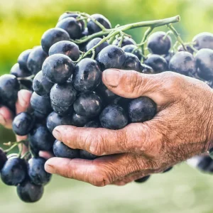 Grape Plants - 13 Seedless Table Grape Varieties - Potted Starter Plants - Image 6