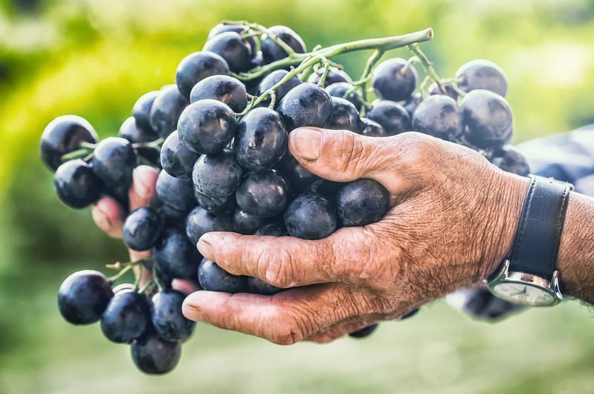 Grape Plants - 13 Seedless Table Grape Varieties - Potted Starter Plants - Image 6