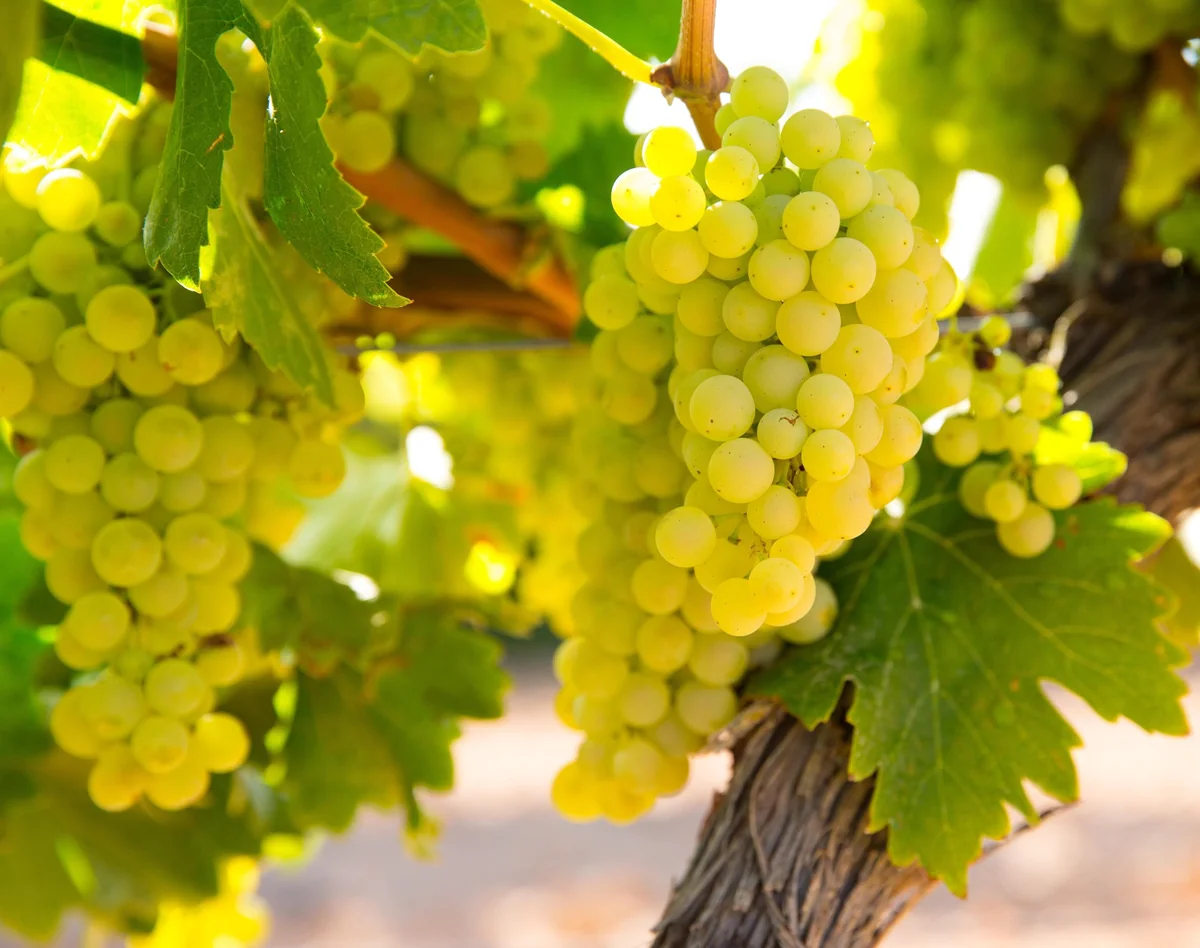 Grape Plants - 13 Seedless Table Grape Varieties - Potted Starter Plants - Image 7