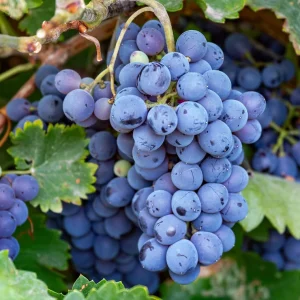 Grape Plants - 13 Seedless Table Grape Varieties - Potted Starter Plants - Image 8