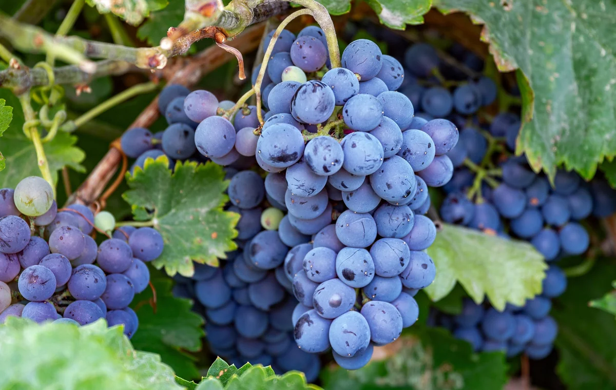 Grape Plants - 13 Seedless Table Grape Varieties - Potted Starter Plants - Image 8