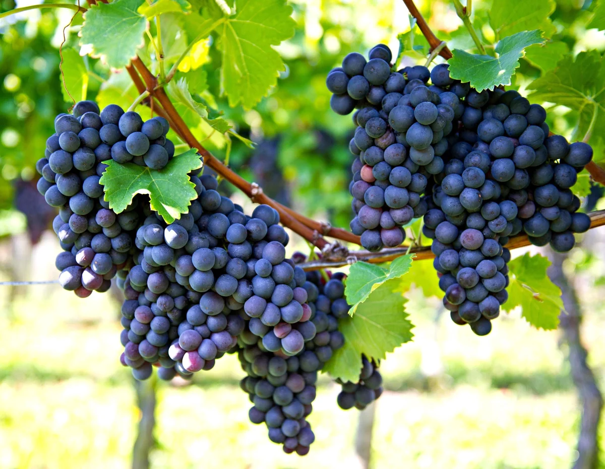 Grape Plants - 13 Seedless Table Grape Varieties - Potted Starter Plants - Image 1