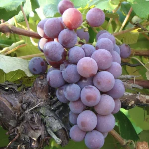 Grape Vine Collection – Concord, Catawba, Niagara – 3 Bare Root Live Plants – Outdoor Fruit Vines - Image 3
