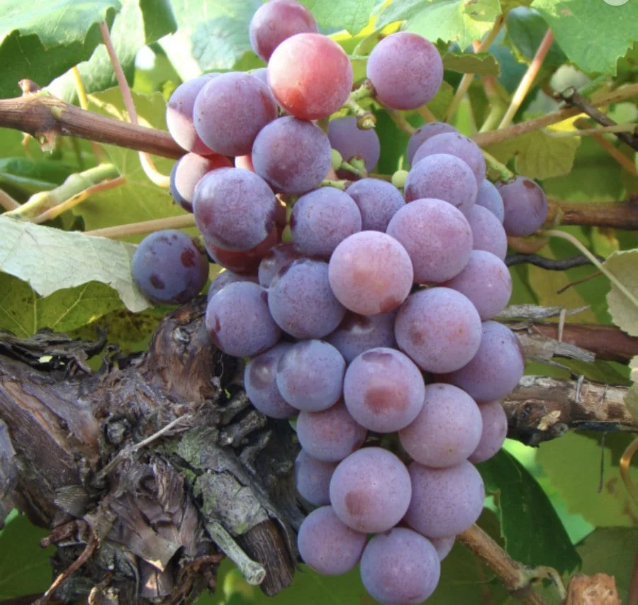 Grape Vine Collection – Concord, Catawba, Niagara – 3 Bare Root Live Plants – Outdoor Fruit Vines - Image 3