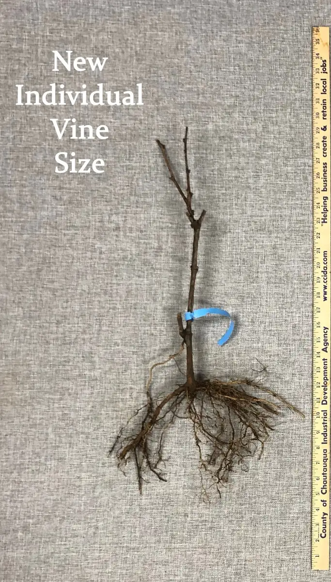 Grape Vine Collection – Concord, Catawba, Niagara – 3 Bare Root Live Plants – Outdoor Fruit Vines - Image 5