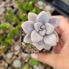 Graptopetalum Allen Succulent Live Plant - Drought-Tolerant Indoor/Outdoor - Image 1
