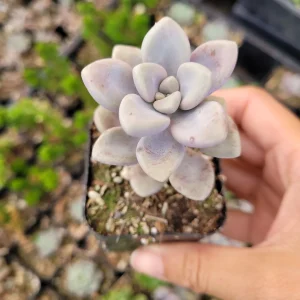 Graptopetalum Allen Succulent Live Plant - Drought-Tolerant Indoor/Outdoor - Image 2