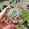 Graptopetalum 'Bluebean' Succulent Plant - Live, Potted, 2-4 Inch - Image 1