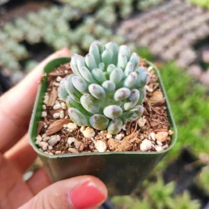 Graptopetalum 'Bluebean' Succulent Plant - Live, Potted, 2-4 Inch - Image 2