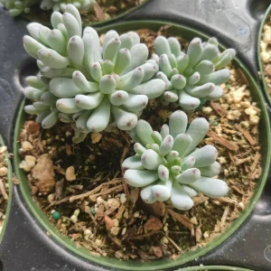 Graptopetalum 'Bluebean' Succulent Plant - Live, Potted, 2-4 Inch - Image 5