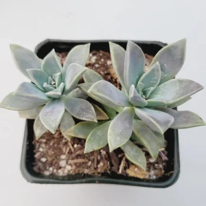 Graptopetalum paraguayense Blue Haze Succulent Plant - Live Indoor/Outdoor - Image 10