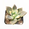 Graptopetalum paraguayense Blue Haze Succulent Plant - Live Indoor/Outdoor - Image 1