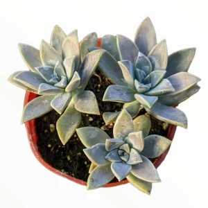 Graptopetalum paraguayense Blue Haze Succulent Plant - Live Indoor/Outdoor - Image 7