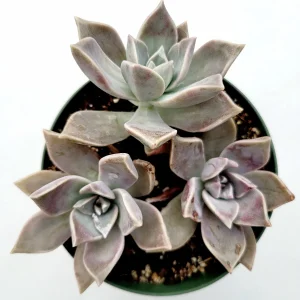 Graptopetalum paraguayense Blue Haze Succulent Plant - Live Indoor/Outdoor - Image 9