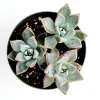 Graptopetalum paraguayense - Mother of Pearl Succulent Live Plant - Image 1