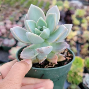 Graptopetalum paraguayense - Mother of Pearl Succulent Live Plant - Image 3