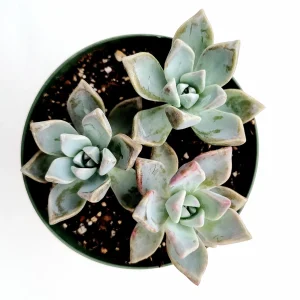 Graptopetalum paraguayense - Mother of Pearl Succulent Live Plant - Image 1