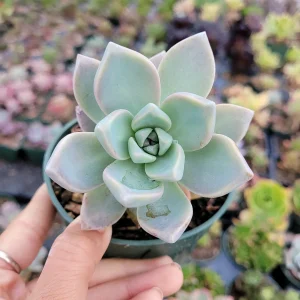 Graptopetalum paraguayense - Mother of Pearl Succulent Live Plant - Image 4