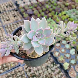 Graptopetalum paraguayense - Mother of Pearl Succulent Live Plant - Image 5