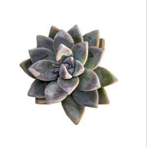 Graptopetalum paraguayense - Mother of Pearl Succulent Live Plant - Image 7