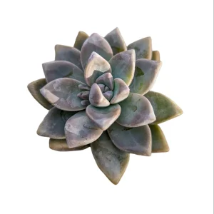 Graptopetalum paraguayense - Mother of Pearl Succulent Live Plant - Image 8