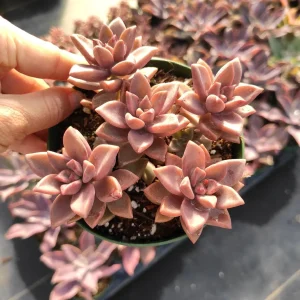 Graptosedum 'Alpenglow' Succulent Live Plant - Vibrant Red Foliage - 2-4 Inch Pot - Image 1