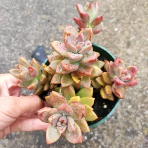 Graptosedum 'Alpenglow' Succulent Live Plant - Vibrant Red Foliage - 2-4 Inch Pot - Image 5