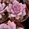 Graptoveria Debbie Pink Succulent Live Plant – 2.5 inch or 4 inch Pot – Indoor - Image 1