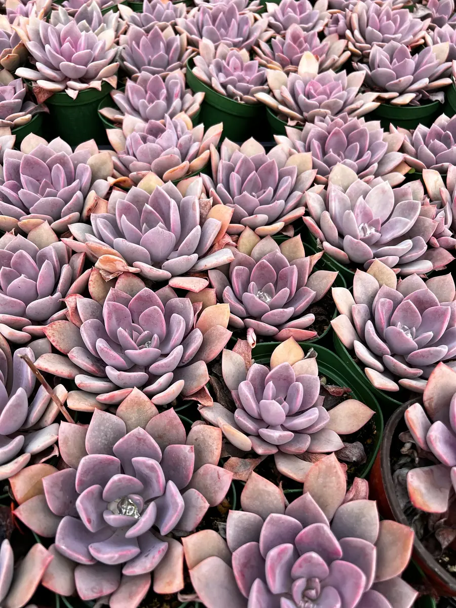 Graptoveria Debbie Pink Succulent Live Plant – 2.5 inch or 4 inch Pot – Indoor - Image 2