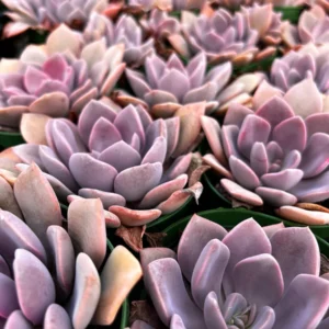 Graptoveria Debbie Pink Succulent Live Plant – 2.5 inch or 4 inch Pot – Indoor - Image 3