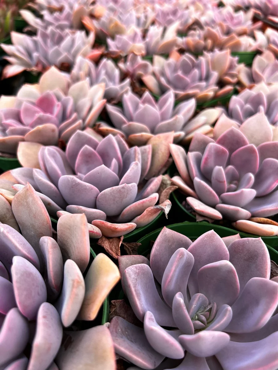Graptoveria Debbie Pink Succulent Live Plant – 2.5 inch or 4 inch Pot – Indoor - Image 3