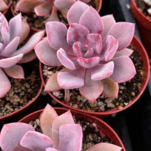 Graptoveria Debbie Pink Succulent Live Plant – 2.5 inch or 4 inch Pot – Indoor - Image 1