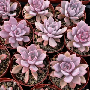 Graptoveria Debbie Pink Succulent Live Plant – 2.5 inch or 4 inch Pot – Indoor - Image 4
