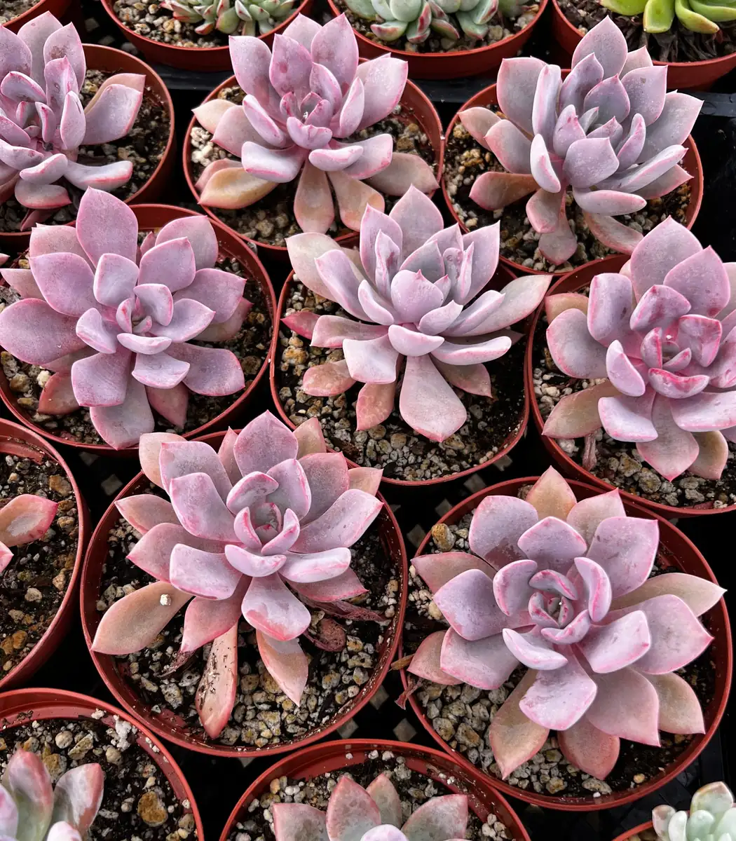 Graptoveria Debbie Pink Succulent Live Plant – 2.5 inch or 4 inch Pot – Indoor - Image 4