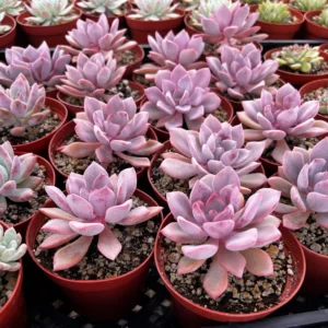 Graptoveria Debbie Pink Succulent Live Plant – 2.5 inch or 4 inch Pot – Indoor - Image 5