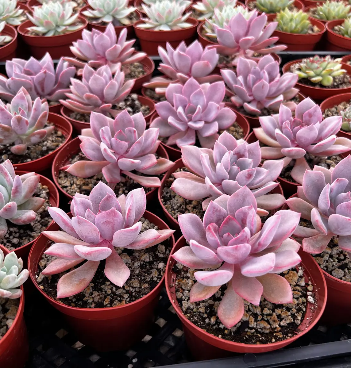 Graptoveria Debbie Pink Succulent Live Plant – 2.5 inch or 4 inch Pot – Indoor - Image 5