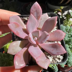 Graptoveria Debbie Pink Succulent Live Plant – 2.5 inch or 4 inch Pot – Indoor - Image 6