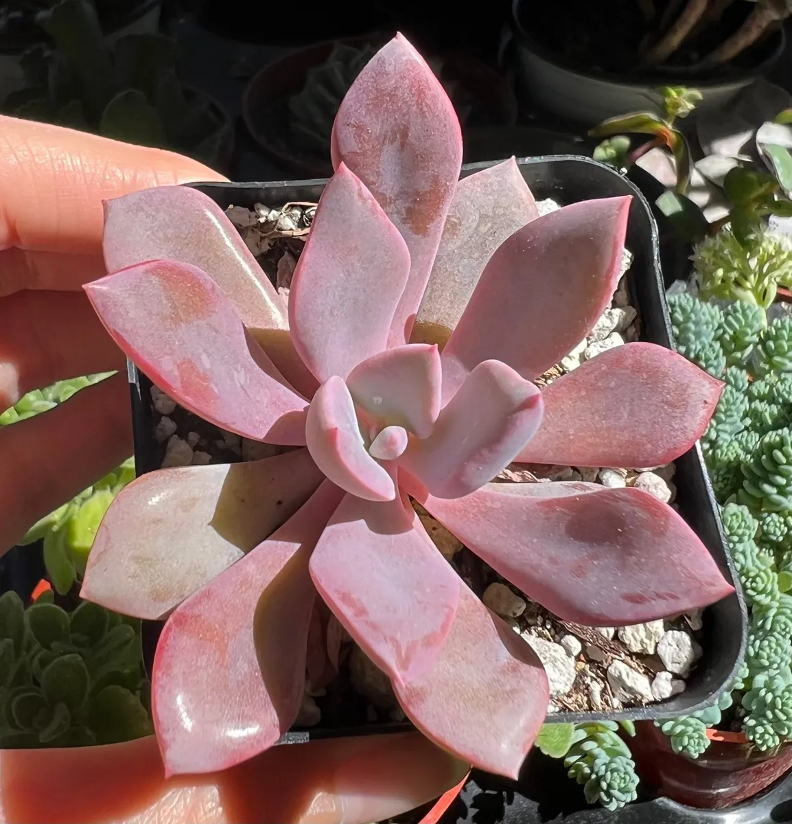 Graptoveria Debbie Pink Succulent Live Plant – 2.5 inch or 4 inch Pot – Indoor - Image 6