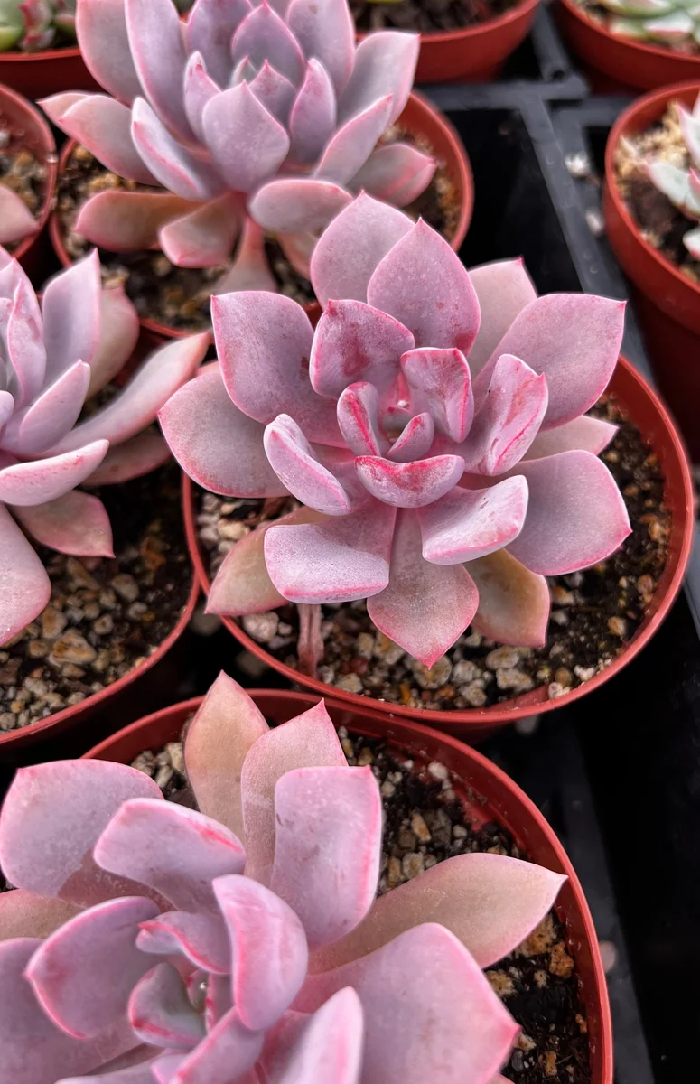 Graptoveria Debbie Pink Succulent Live Plant – 2.5 inch or 4 inch Pot – Indoor - Image 1