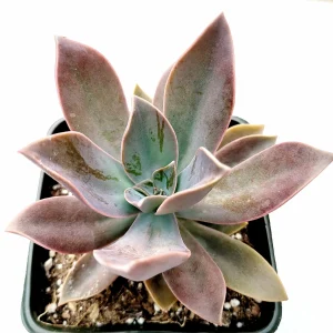 Graptoveria 'Fred Ives' Succulent Live Plant - Easy Care Potted Houseplant - Image 1