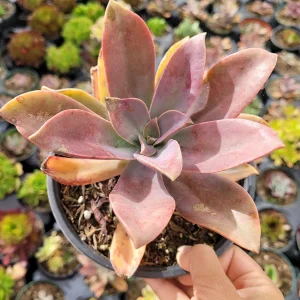 Graptoveria 'Fred Ives' Succulent Live Plant - Easy Care Potted Houseplant - Image 5