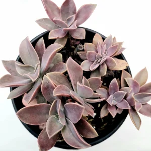 Graptoveria 'Fred Ives' Succulent Live Plant - Easy Care Potted Houseplant - Image 7
