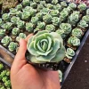 Graptoveria 'Lovely Rose' Succulent Live Plant – 2in or 4in Pot – Indoor/Outdoor - Image 1
