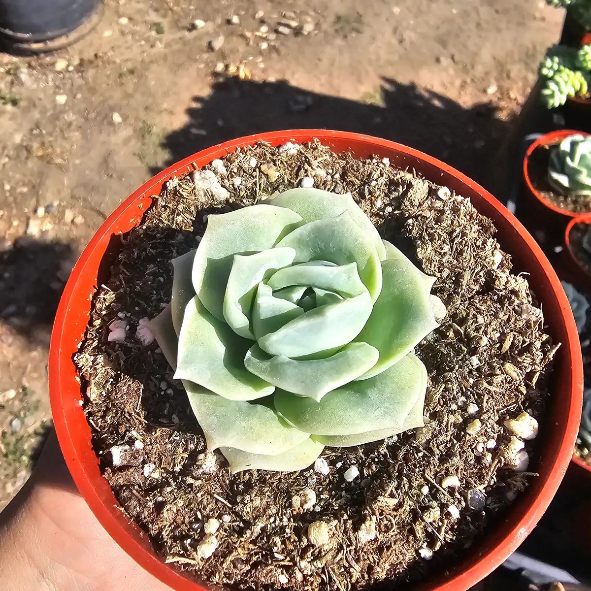 Graptoveria 'Lovely Rose' Succulent Live Plant – 2in or 4in Pot – Indoor/Outdoor - Image 2