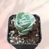 Graptoveria 'Lovely Rose' Succulent Plant - Live, Rare Korean Rosette - Image 1