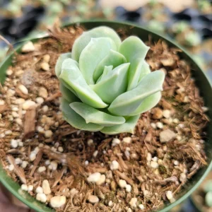 Graptoveria 'Lovely Rose' Succulent Plant - Live, Rare Korean Rosette - Image 6