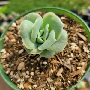 Graptoveria 'Lovely Rose' Succulent Plant - Live, Rare Korean Rosette - Image 9