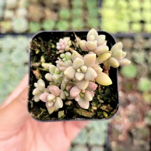 Graptoveria 'Mirinae' Live Succulent Plant - Easy Care Indoor Houseplant - Image 2